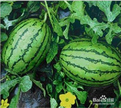 网红大瓜直播 每日吃瓜,每日吃瓜，揭秘娱乐圈幕后风云